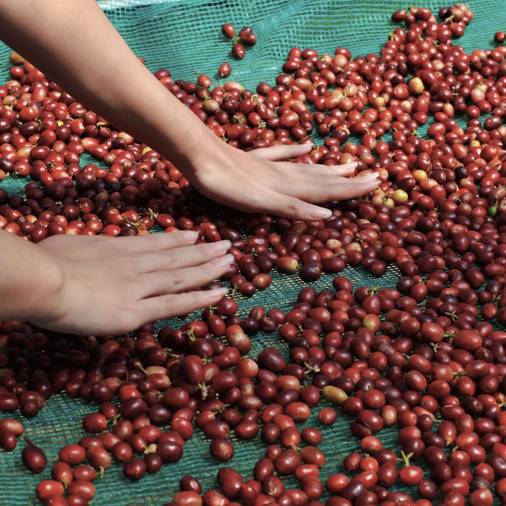 Giá Cà Phê Hôm Nay: So Sánh Tiềm Năng Tăng Giá Robusta & Arabica