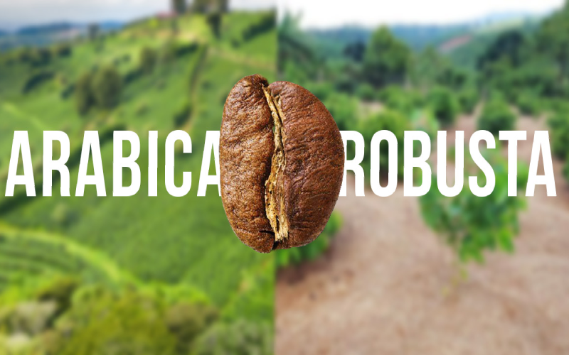 Coffee Plant Robusta vs Arabica