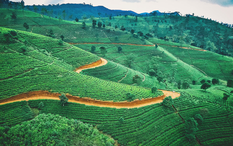 Trang trại cà phê Arabica ở vùng núi cao